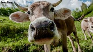 EDGE of HEARTS | The COWS are WATCHING 🎮 Mini Let's Play #490