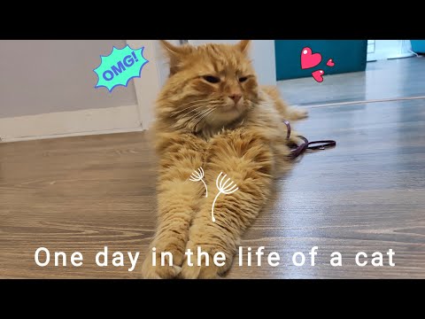 A day with fluffy Siberian cat 🐈