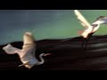 The Legendary Pink Dots - A Sunset for a Swan (LYRICS ON SCREEN) 📺