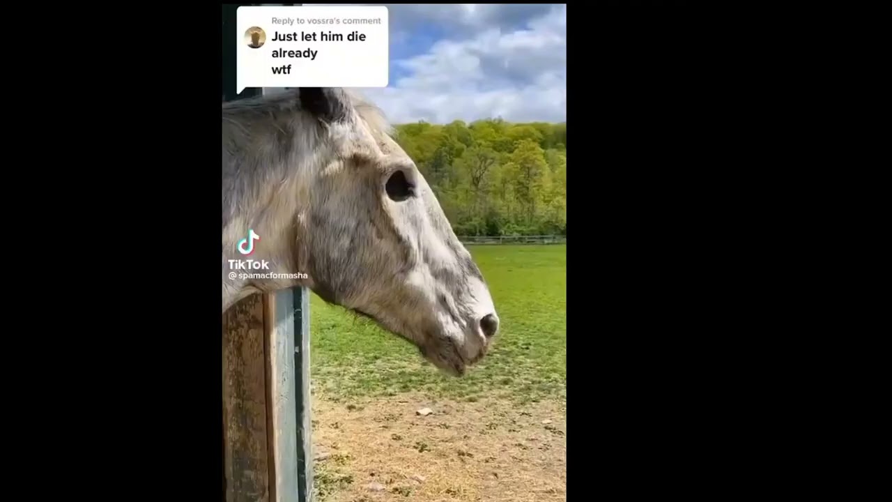 Horse memes