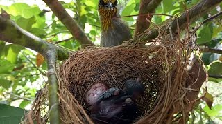 Chim Hoành Hoạch Bố Mẹ Nuôi Chim Con 5 Ngày Tuổi