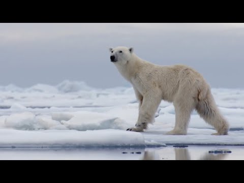 The Best Of Polar Bears | BBC Earth