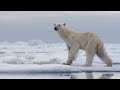 The Best Of Polar Bears BBC Earth
