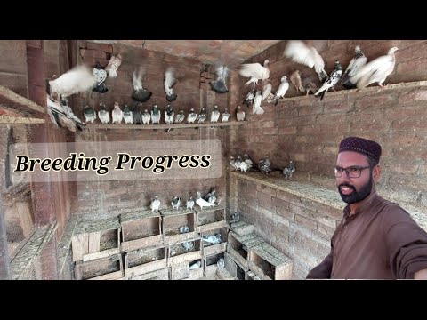 Dost K Ghar Ki Breeding Progress | Hashim Mahmood Pigeons