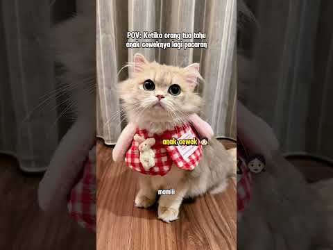 😾: aren't you guys like this too? #cutecat #cat #kiwibritishcat