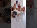 😳😍 #doglover #doglife #dogshorts #petlovers #pug #pugdog #ytshorts #arjandhillon #viralshorts