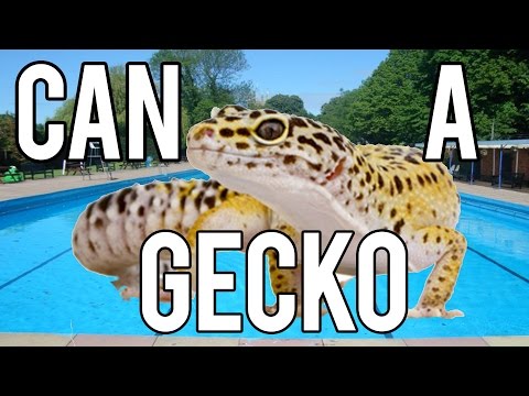 download lagu mp3 mp4 Do Leopard Geckos Swim, download lagu Do Leopard Geckos Swim gratis, unduh video klip Do Leopard Geckos Swim