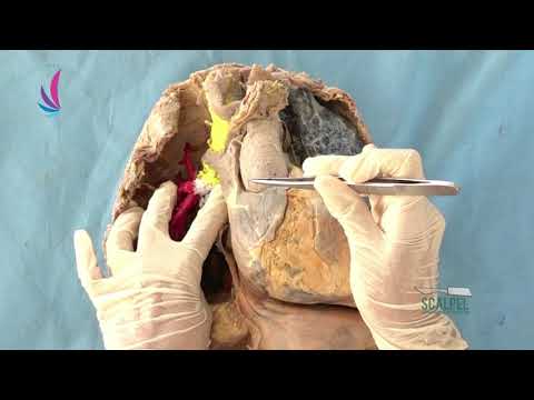 Thorax 04 Thoracic cavity & Mediastinum
