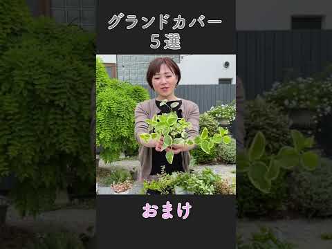 開花期間が長い月見草のグランドカバー花