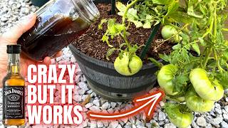 VEGETABLES HAVE INSTANT GROWTH | MASSIVE HARVEST ALL SUMMER | WATER ONCE WITH THIS MIRACLE MIX