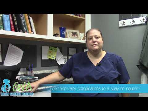 Spay & Neuter, Surgery with Dr. Reiss