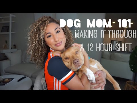 How To Manage Having A Dog With A Busy Schedule
