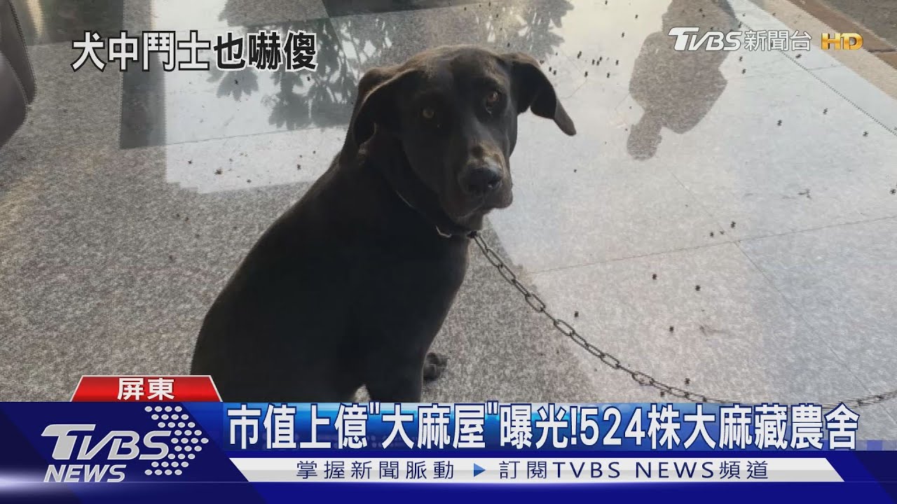 武裝攻堅大麻屋！　看門「大丹狗」嚇到不敢吠