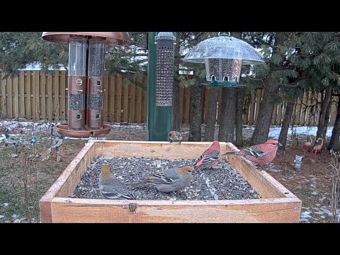 Redpoll Joins A Flock Of Pine Grosbeaks As Light Snow Falls In Ontario | Nov. 21, 2025