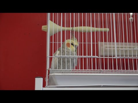 Exotic Animal Trafficking