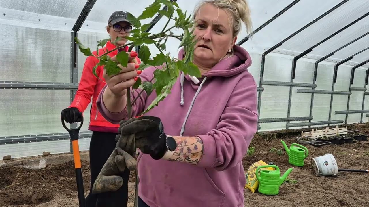 Kalbasi kaimynės #4 DALIS, išminties perlai apie žemės ruošimą pomidorų sodinimui ir jų tręšimą