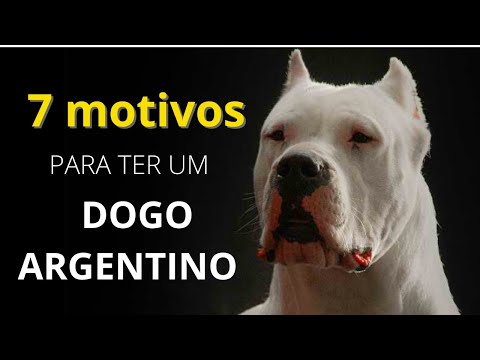 [TOP 07] Motivos para ter um Dogo Argentino