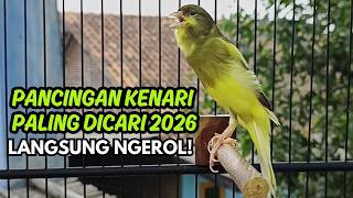 Download lagu MASTERAN KENARI GACOR NGEROL PANJANG COCOK UNTUK PANCINGAN Kenari Paud AGAR cepat GACOR!! mp3 Download lagu MASTERAN KENARI GACOR NGEROL PANJANG COCOK UNTUK PANCINGAN Kenari Paud AGAR cepat GACOR!! mp3