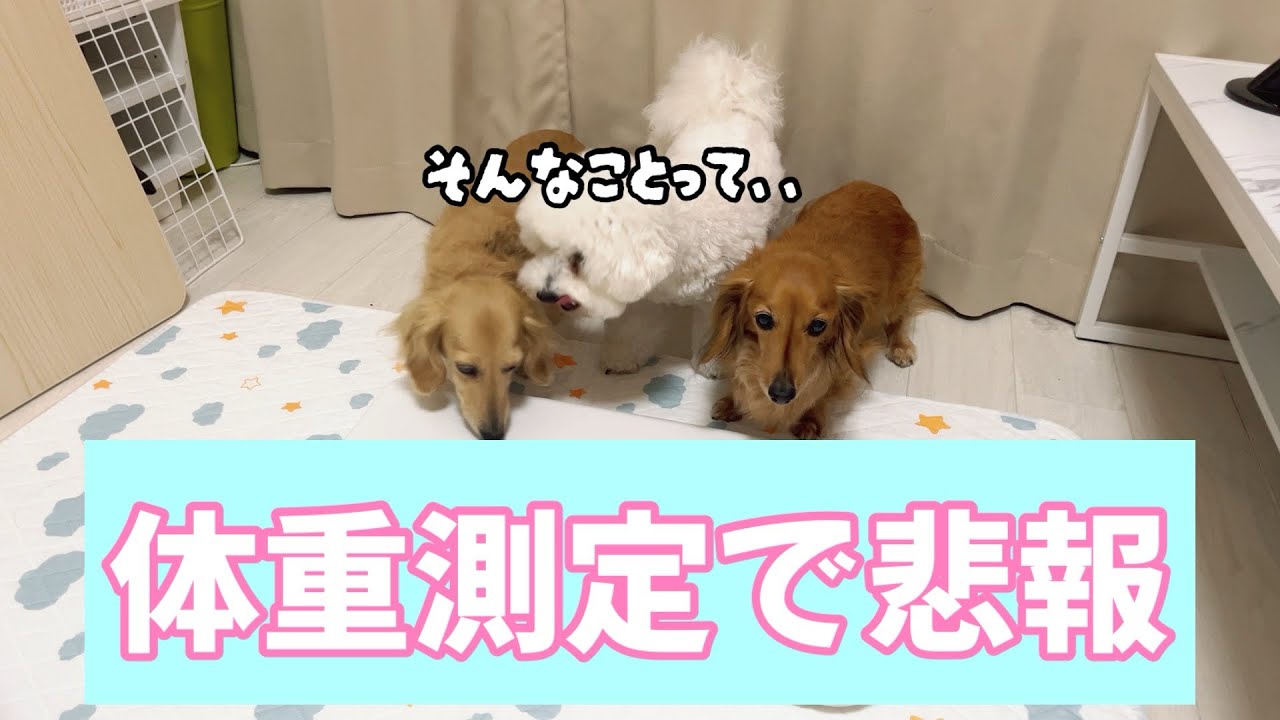 体重測定が残念な結果となりました！