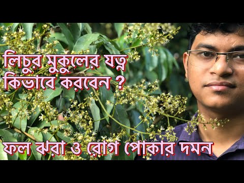 Litchi tree care | Litchi diseases and remedies | lichi tree care after flowering