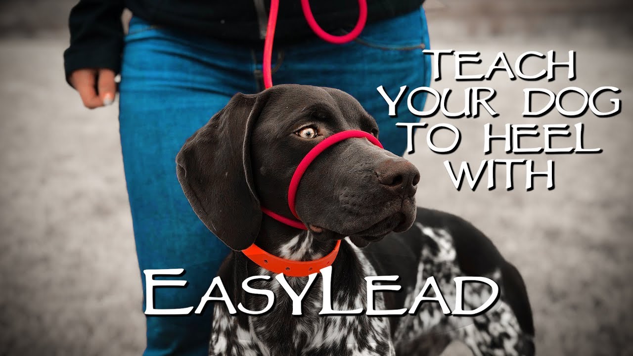 Watch video Teach My Dog to Stop Pulling Instantly - With EasyLead Now Teach My Dog to Stop Pulling Instantly - With EasyLead