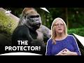 The Guardian Gorilla Of Bronx Zoo The Zoo S2 E10 Animal Planet India