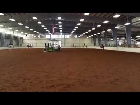 Arabian Sport Horse Limit- Silver Spur 2015