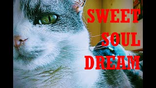 SWEET SOUL DREAM - A TIME TO REFLECT, THE TIME FOR PEACE, ALWAYS LOVE - FOR U (song by World Party)