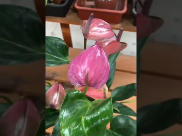 Стандарт поставки видео №1 Антуриум андрианум Цирано, D12