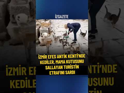 Efes Antik Kenti’nde, kediler, mama kutusunu sallayan turistin etrafını sardı #izmir #kedi #cat