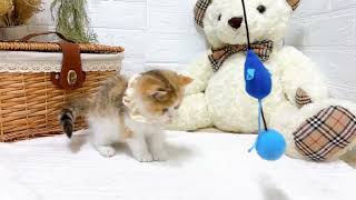 スコティッシュフォールドの動画02