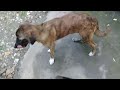 Brown Stray Pup Eating Fried Chicken Rice Cookies Beautiful Mountain Village View In Clouds Animals