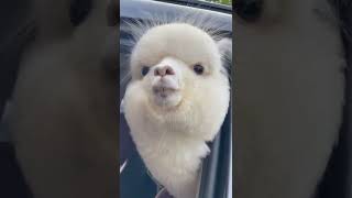 Download lagu Look! Here's an alpaca in the car👀 mp3