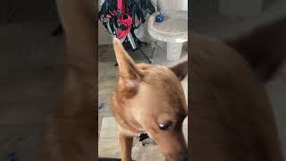 Video preview image #1 Schipperke-Unknown Mix Puppy For Sale in San Diego, CA, USA