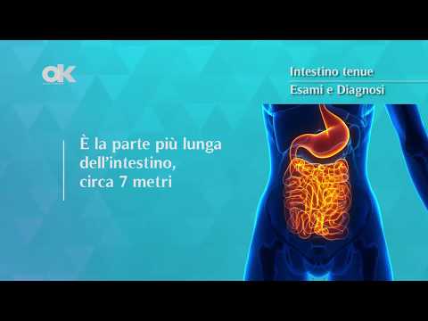 Intestino tenue
