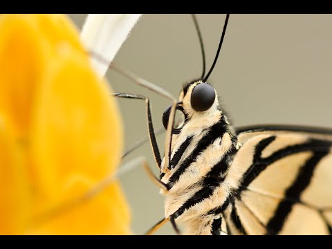 BEAUTIFUL RELAXING MELODY  ! tenderness music by Myuu- Tender Remains. #Instrumental piano #