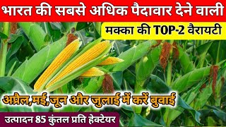मक्का की TOP 2 वैरायटी// गर्मी में मक्का की खेती कैसे करें//makka ki top variety//makka ki kheti