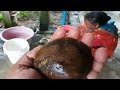 Monster Clam ಹೊಯ್ ಇಲ್ಲ್ ಕಾಣಿ ಎಷ್ಟ್ ದೊಡ್ಡ್ ಮಳಿ 