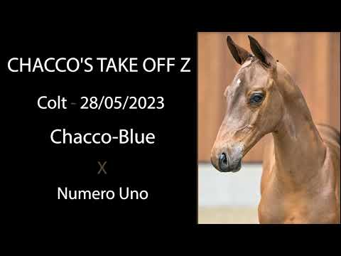 Chacco's Take Off Z (Chacco-Blue x Numero Uno)