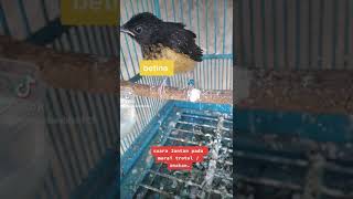 Download lagu Membedakan jantan dan betina anakan murai batu mp3