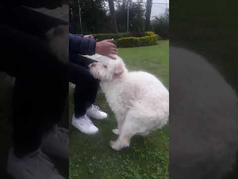 La Paquita jugando en el parque #dog #perros #mascota #mimada#paquitabedon