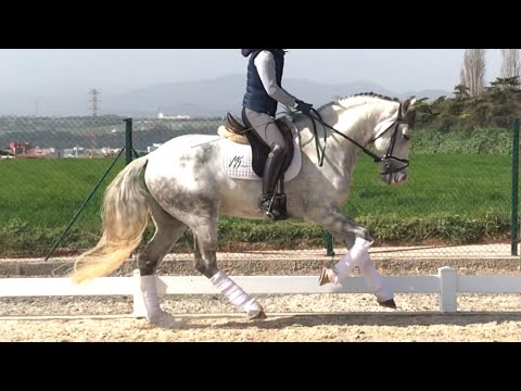 LOR - PRE HORSE WITH GOOD GAITS FOR DRESSSAGE