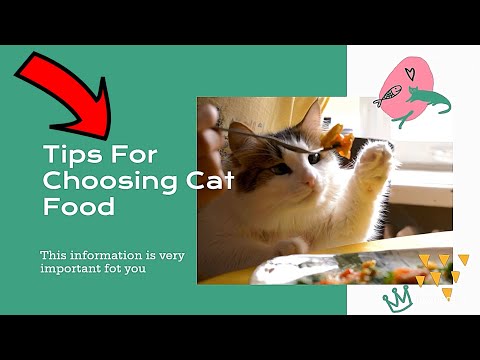 Tips For Choosing Cat Food | You Must Know This