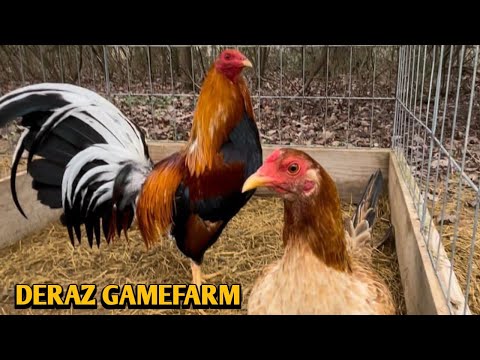 5k Sweater Roundhead Kelso - DERAZ FARM