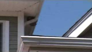 Mark McGuire Fights Bees