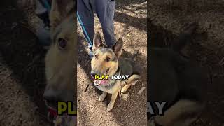 Video preview image #1 German Shepherd Dog Puppy For Sale in Millburn, NJ, USA
