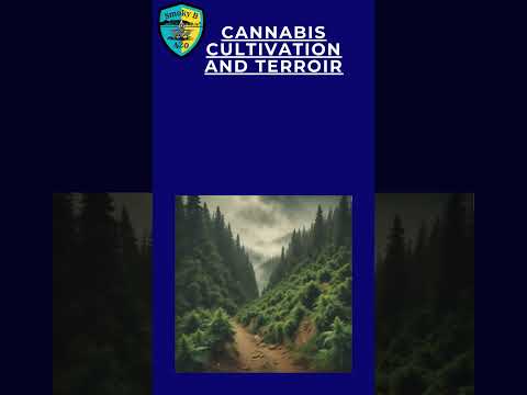 Microclimates: The Hidden Power in Cannabis Cultivation