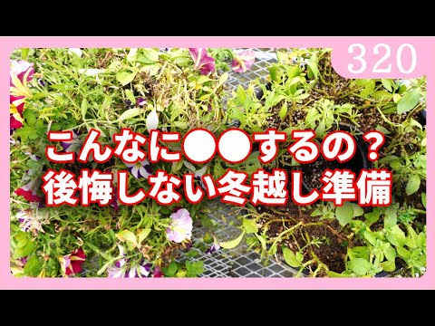 プランターの赤いペチュニア