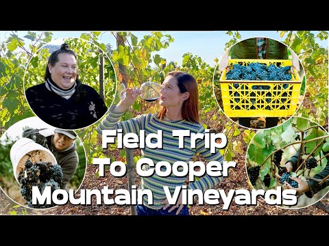 Cooper Mountain Vineyards