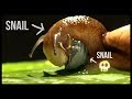 Snail Eating Another Snail Whole - (Hawaii's Snail Problem)